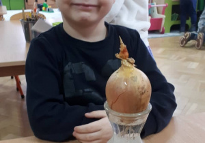 Chłopiec sadzący cebulę.