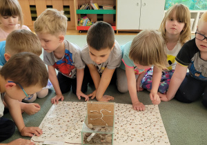 Dzieci oglądają formikarium z mrówkami.
