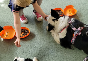 Dziewczynka karmi psy.