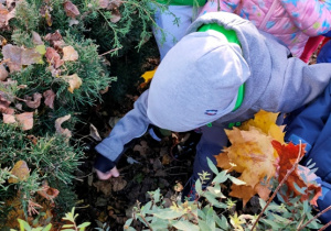 Chłopiec układa bukiet liści przy domku jeża.