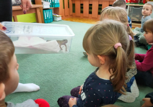 Dziewczynka ogląda gekona lamparciego, który siedzi sobie w plastikowym pojemniku.