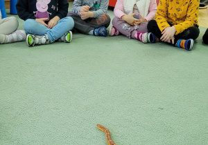 Motylki obserwują węża, który wije się po przedszkolnym dywanie.
