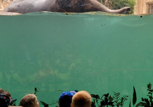 Dzieci obserwują kąpiel słonia.