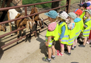 Dzieci witają się z kozami.