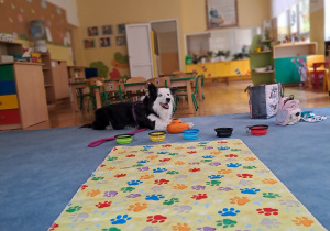 Pies Lili leży na dywanie przed kolorowymi miseczkami i kolorowa matą w psie łapki.