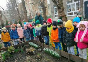 Dzieci podziwiają piękno przebiśniegów- pierwszych zwiastunów wiosny.