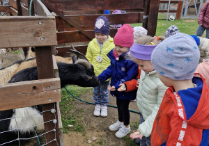 Dzieci karmią kozy.