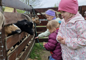 Kolejne dzieci karmią kozy.