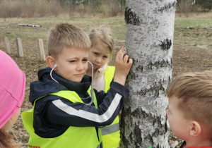 Dzieci badają drzewa. Chłopiec stetoskopem próbuje usłyszeć jak oddycha drzewo.