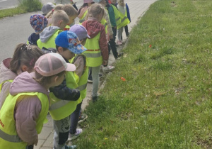 Powrót do przedszkola z kina połączony z obserwacją kwiatów - dzieci szukają maków.