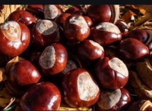 Zdjęcie kasztanów rozsypanych pośród liści.