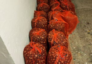 Kasztany w workach ustawione w piwnicy przedszkolnej - waga zbiorów to 411 kg i 35 dkg.