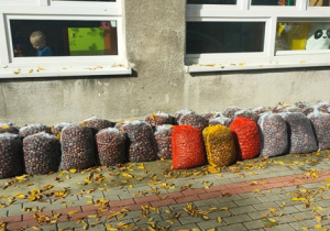 Kasztany przygotowane w workach do drugiego transportu - waga zbiorów to 611 kg i 35 dkg.