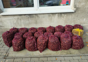 Kasztany w workach przygotowane do trzeciego transportu - waga zbiorów to 357 kg i 14 dkg.