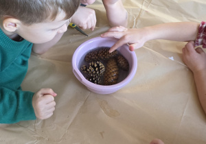 Dzieci moczą szyszki w misce z wodą i obserwują zmiany w nich zachodzące.