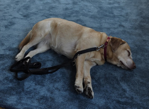 Pies rasy Labrador leży na dywanie w sali ważek.