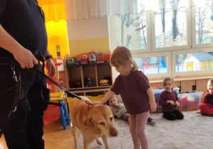 Dziewczynka podchodzi do psa i delikatnie go głaszcze.