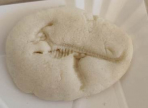 Szkielet dinozaura odciśnięty w masie plastycznej.