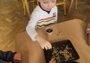 Chłopiec wrzuca nasionka do swojej doniczki.