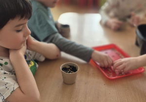 Chłopiec czeka żeby podlać swój owies.