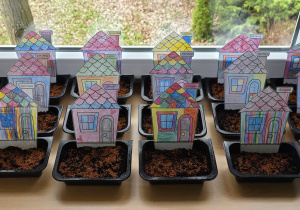 Wystawa posianych nasion rzeżuchy na parapecie w sali.