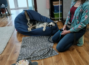 Pies terapeuta dobrze czuje się w obecności dzieci.