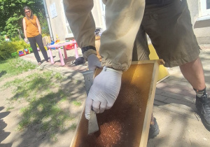 Na zdjęciu pszczelarz trzyma ramkę pszczelarską z plastrem wosku z ula. To właśnie w tej ramce pszczoły budują plastry, magazynują miód i wychowują młode pszczoły