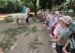 Dzieci słuchają jak obchodzić się z alpakami
