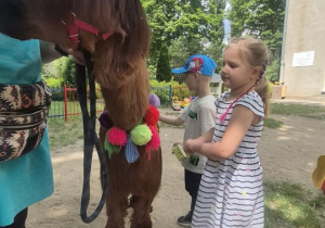 Dzieci czeszą delikatnie alpakę