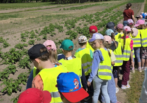 Dzieci spacerują wzdłuż pola i poznają rosnące tam rośliny i zioła.