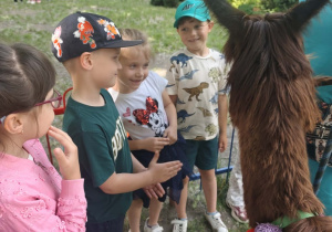 Dzieci przyglądają się alpace.