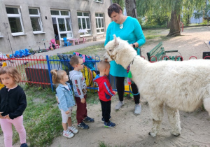 Alpaka zdejmuje delikatnie plasterek marchewki położony na głowie chłopca.