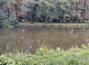 Staw w parku.