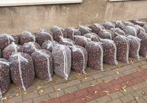 Pierwszy transport - waga zbiorów to 593,57 kg.