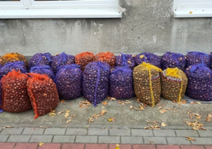 Drugi transport - waga zbiorów to 421,15 kg.