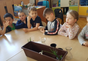 Dzieci kolejno oglądają przez szkło powiększające bulwę ziemniaka. Wszyscy siedzą przy połączonych stołach.
