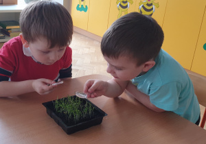 Chłopcy przez lupę oglądają młode rośliny z klasowej uprawy.