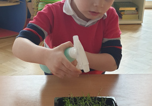 Chłopiec zrasza wodą młode rośliny.