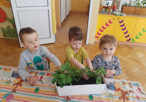 Trzech chłopców uczestniczy w sadzeniu poziomek.
