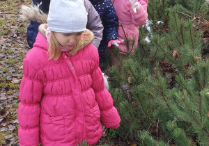 Dzieci obserują iglaste rośliny w ogrodzie przedszkolnym.